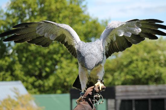yaraks birds of prey